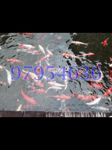 Edelweiss Park Condominium thumbnail photo